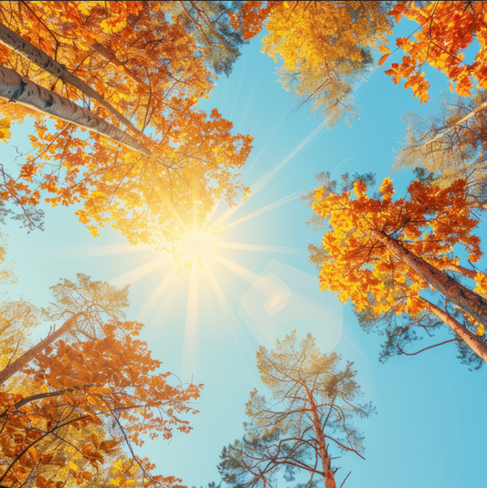 Stärk dich für den Herbst: Immunsystem und Selbstfürsorge im Fokus
